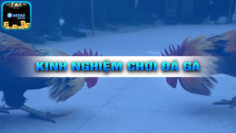 Những Kinh Nghiệm Cá Cược Hiệu Quả